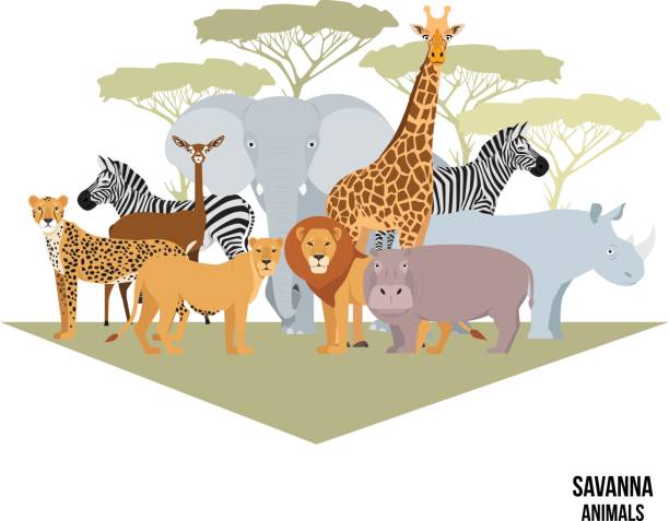 African animals of savanna elephant, rhino, giraffe, zebra, lion, hippo Savanna animal composition with trees. Elephant, rhino, giraffe, cheetah, zebra, lion hippo isolated African vector illustration safari animals stock illustrations