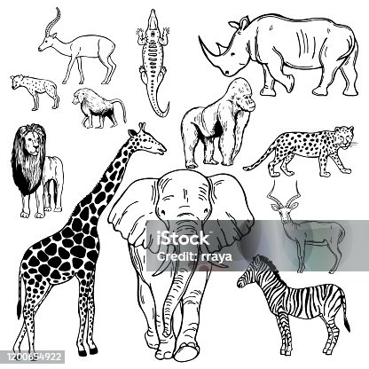 istock African animals. Vector sketch illustration. 1200654922