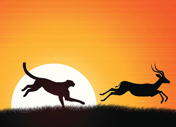 ilustrações de stock, clip art, desenhos animados e ícones de guepardo e antílope - tanzania object