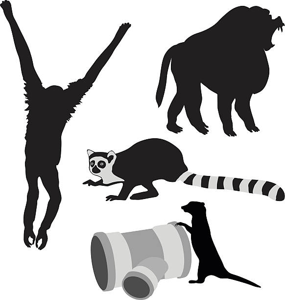 Royalty Free Gibbon Ape Clip Art, Vector Images & Illustrations - iStock