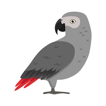 African grey parrot icon in flat style