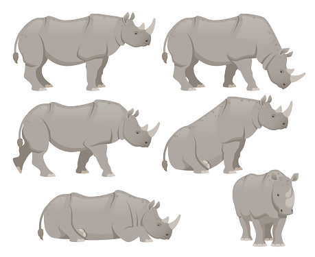 African rhinoceros set