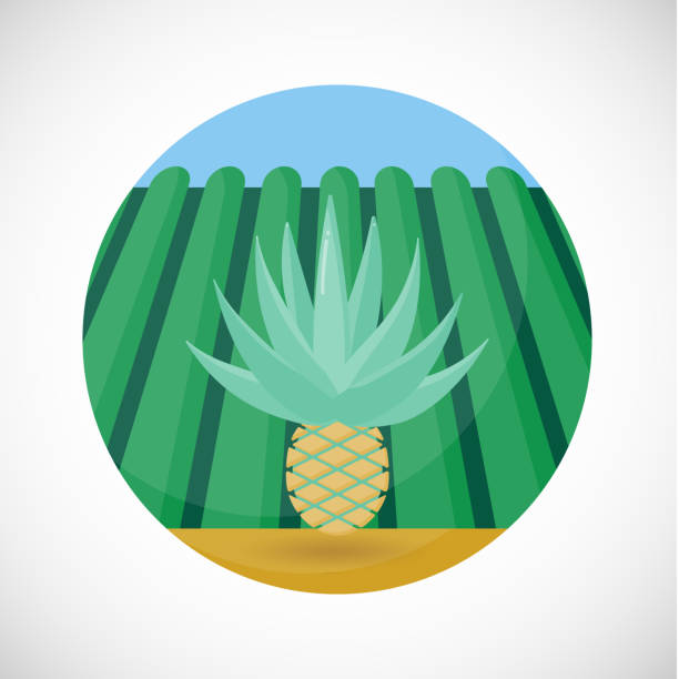 agave herzen flach vektor icon bauernhof feld hintergrund - pineapple plantation stock-grafiken, -clipart, -cartoons und -symbole
