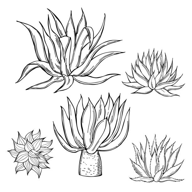 Agave. Vector illustration. Hand drawn agave on white background. Vector sketch  illustration. desert area symbols stock illustrations