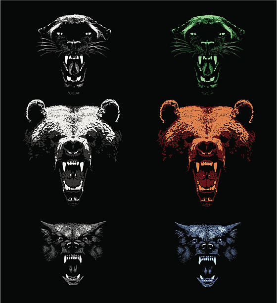 Aggressive Predators Black leopard, brown bear and wolf. Hand drawing - lights and shadows style. snarling stock illustrations