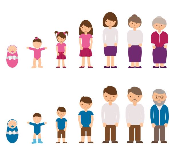 Aging concept of male and female characters - baby, child, teenager, young, adult, old people. Cycle life of man and woman from childhood to old age. Vector illustration Aging concept of male and female characters - baby, child, teenager, young, adult, old people. Cycle life of man and woman from childhood to old age. Vector illustration toddler stock illustrations