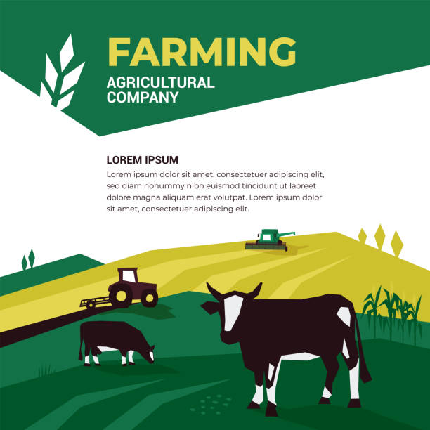 Agricultural company design template Vector illustration of farming with tractor, combine harvester, cows in pasture. Design element with spike of wheat for agricultural company. Template for banner, annual report, prints, flyer, booklet corn field stock illustrations