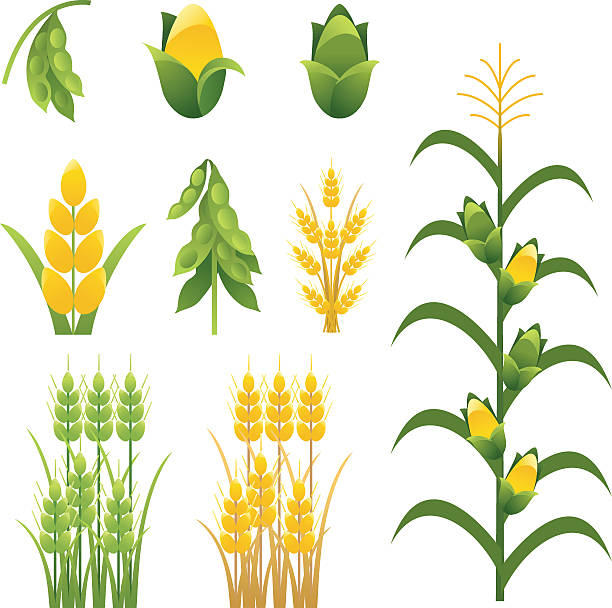 Agriculture farm crops and plants Icons set of nine Agriculture Icons including soybeans, corn and wheat. The set includes individual  and groupings of plants and crops of corn,soy bean and wheat stalks.  The set is done in greens and yellow. Cornstalk has tassel and corn cobs. plant clipart stock illustrations