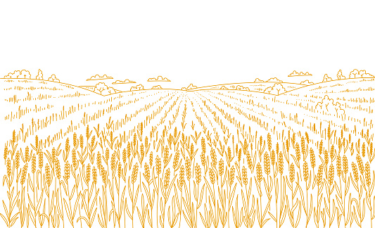 Agriculture wheat field. Hand drawn sketch. Rural landscape panorama. Cereal harvest. Dry grass meadow. Contour vector line. Bread wrapper. Copy space.