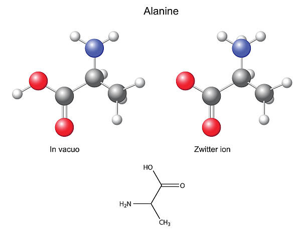 Alanine (Ala) - chemical structural formula and models vector art illustration
