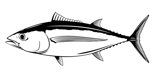 illustrazioni stock, clip art, cartoni animati e icone di tendenza di illustrazione di pesce tonno albacore - tonnetto