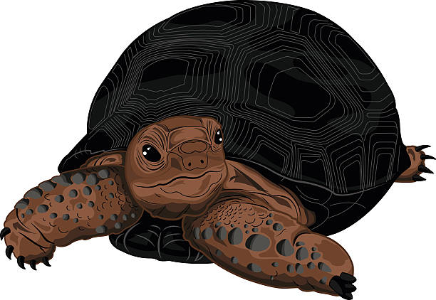 aldabra-riesenschildkröte - galápagos stock-grafiken, -clipart, -cartoons und -symbole