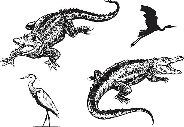 Alligator and Blue Heron Hand drawn illustrations of American Alligators and Great Blue Herons. alligator stock illustrations