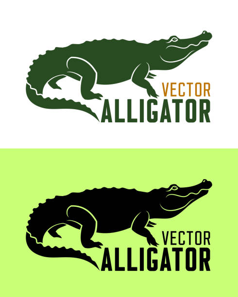 bildbanksillustrationer, clip art samt tecknat material och ikoner med alligator silhuett vektorillustration - aligator