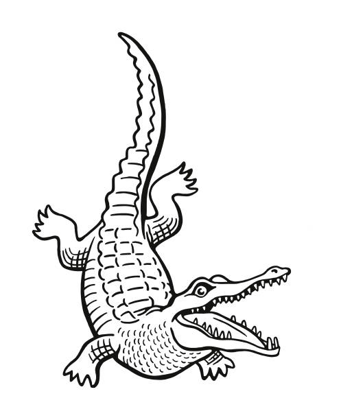 bildbanksillustrationer, clip art samt tecknat material och ikoner med alligator - aligator