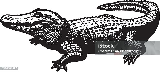 istock Alligator 1328186990