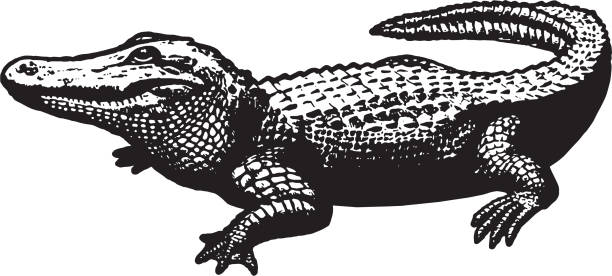 Alligator Alligator crocodile stock illustrations