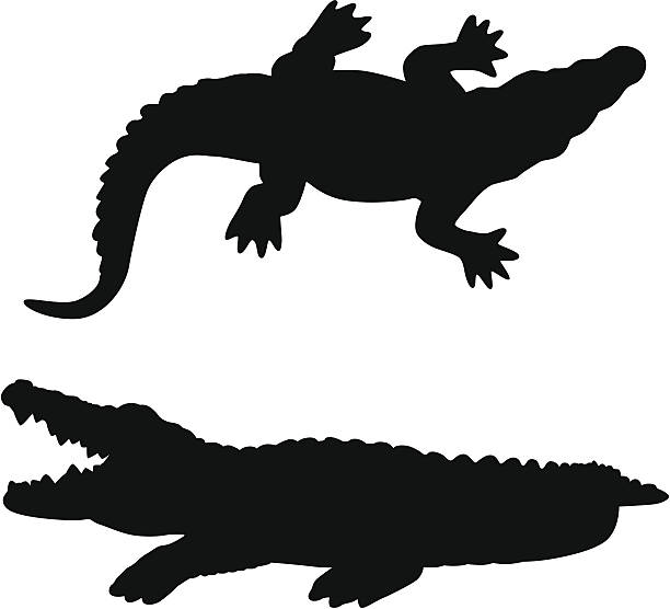 bildbanksillustrationer, clip art samt tecknat material och ikoner med alligator - aligator