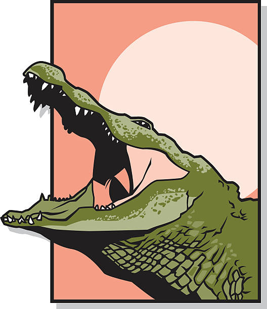 Alligator An alligator against the setting sun. alligator stock illustrations