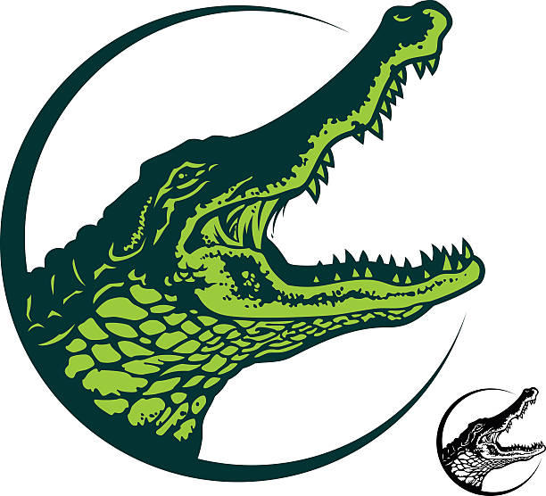 alligator Alligator head with open mouth. alligator stock illustrations