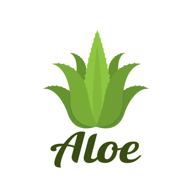 алоэ - aloe vera stock illustrations