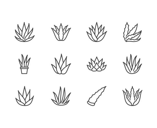 Aloe vera flat line icons. Succulent, tropical plant vector illustrations, thin signs for organic food, cosmetic. Pixel perfect 64x64. Editable Strokes Aloe vera flat line icons. Succulent, tropical plant vector illustrations, thin signs for organic food, cosmetic. Pixel perfect 64x64. Editable Strokes. aloe stock illustrations