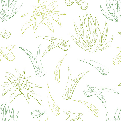 Aloe vera graphic color seamless pattern background sketch illustration vector