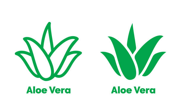 천연 유기농 제품 패키지 라벨에 대 한 알로에 베라 녹색 아이콘. 절연된 알로에 베라 잎에 화장품 이나 로션 크림 포장 디자인 서식 파일에 대 한 서명 - aloe vera stock illustrations