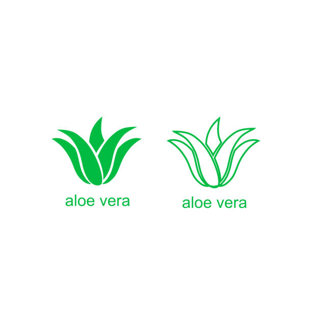 천연 유기농 제품 패키지 라벨에 대 한 알로에 베라 녹색 로고 아이콘입니다. 화장품 또는 보습제 크림 포장 디자인 서식 파일에 대 한 고립 된 알로에 베라 잎 기호 - aloe vera stock illustrations