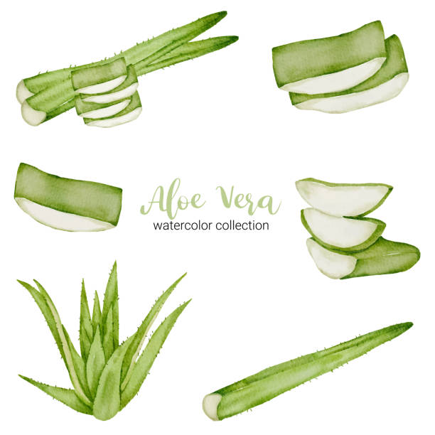 Aloe vera herbs vegetables in watercolor collection flat vector vector art illustration