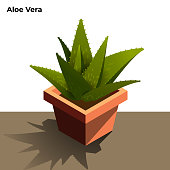 Aloe Vera Air Purifying Plant Illustration. on White Background. Vector Stock Illustration