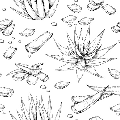 Aloe Vera pattern. Hand drawn seamless print with desert succulent. Botanical decoration for cosmetics and beauty products packaging label. Juicy leaves pieces Vector sketch texture