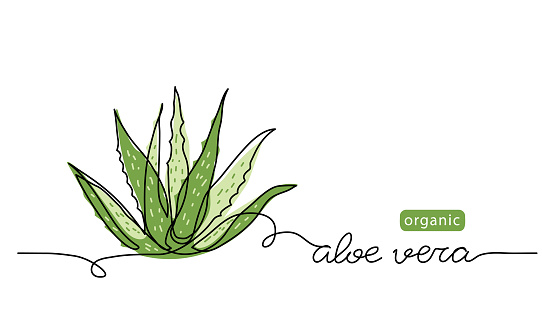 Aloe vera plant sketch, simple vector illustration, background, label design. One continuous line drawing art illustration with lettering organic aloe vera