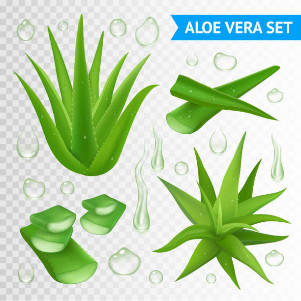 aloe vera plant transperent set Aloe vera medicinal plant leaves cuttings and juice drops elements collection on transparent background realistic vector illustration aloe stock illustrations