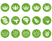 Aloe vera vector icon , illustration