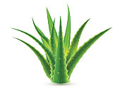 Aloe Vera with Water Drops Isolated on White Background. Vector Illustration.