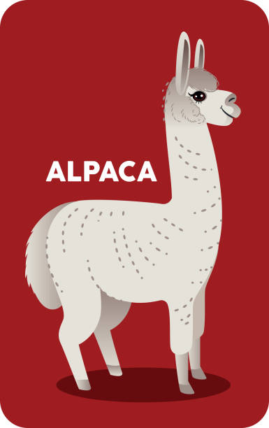 ilustrações, clipart, desenhos animados e ícones de alpaca - gado brasil