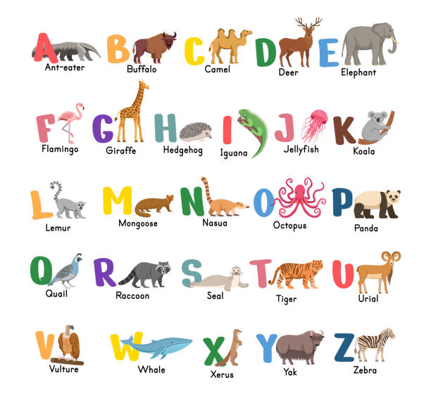 Alphabet with animals.Isolated capital letters with related animals, birds. Symbols pack for kids ABC book, education poster. Alphabet with animals.Isolated capital letters with related animals, birds. Symbols pack for kids ABC book, education poster. buffalo new york stock illustrations