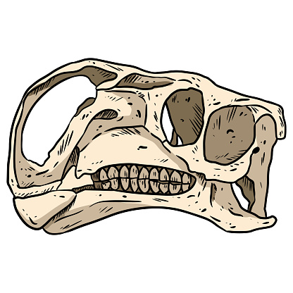 ✓ Imagen de Altirhinus línea de cráneo dibujado a mano imagen de boceto.  Dibujo de ilustración fósil de dinosaurio ornitópodo de Iguanodontian  Fotografía de Stock