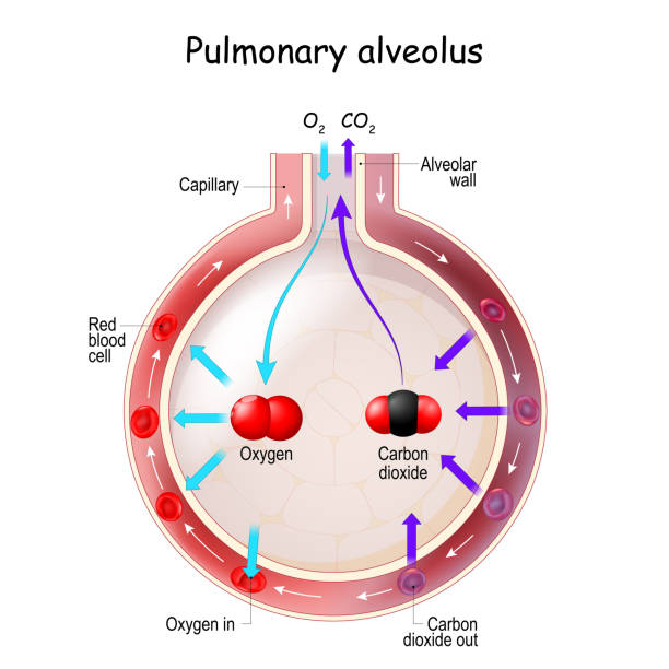 alveolus gas exchange. anatomy of pulmonary alveolus - 呼吸系統 幅插畫檔、美工圖案、卡通及圖標