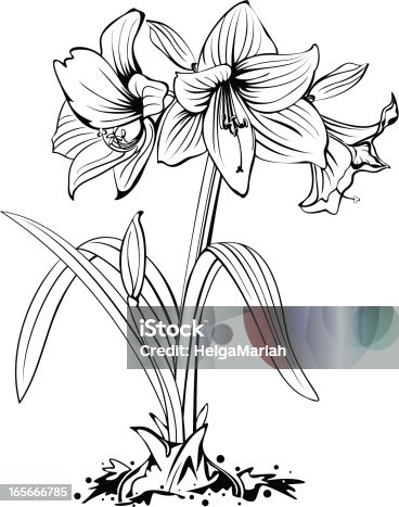 istock Amaryllis Flower Line Art 165666785