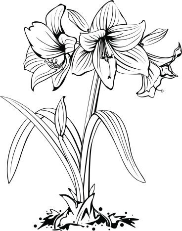 Amaryllis Flower Line Art