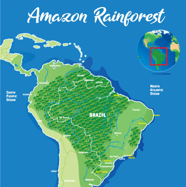 953 Amazon Rainforest Illustrations Clip Art Istock