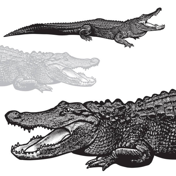 American alligator (Alligator mississippiensis) - vector graphic illustration. Black image of crocodilian reptile in engraving style isolated on white background, design element for logo or template. alligator stock illustrations