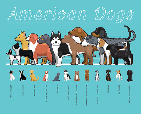 American Dogs Size Comparison Set Cartoon Vector Illustration