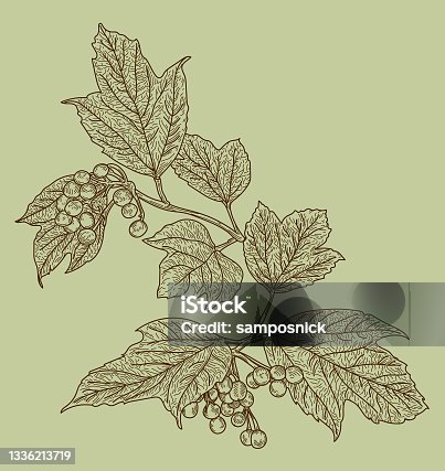 istock American Highbush Cranberry Autumn Seamless Pattern 1336213719