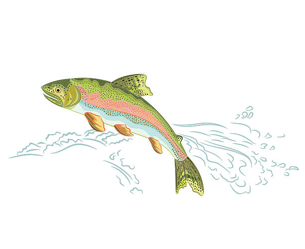 American rainbow trout jumps over the weir American rainbow trout jumps over the weir vector illustration eps 8 brook trout stock illustrations