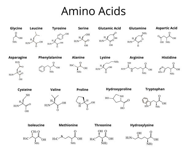 Amino acids. Chemical molecular formula of amino acids. Vector illustration on isolated background Amino acids. Chemical molecular formula of amino acids. Vector illustration on isolated background. amino acid stock illustrations