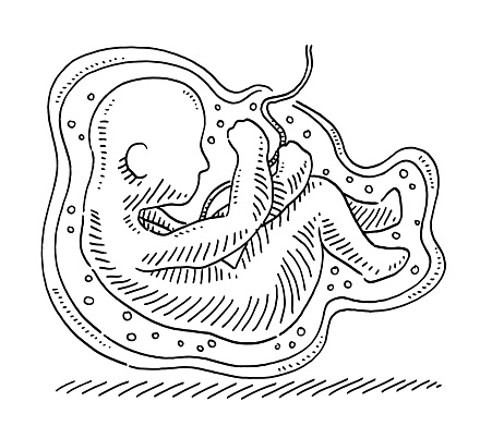 Amniography Of Human Fetus Drawing