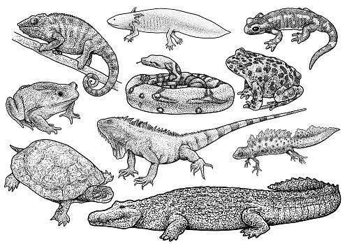 Amphibians And Reptile Collection Illustration Drawing Engraving Ink